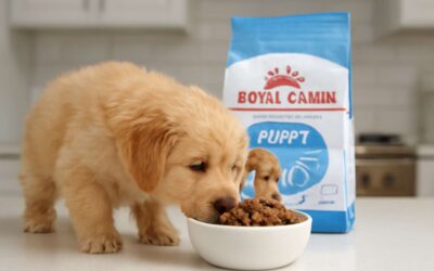 Why dog food royal canin puppy is perfect for your growing pup.